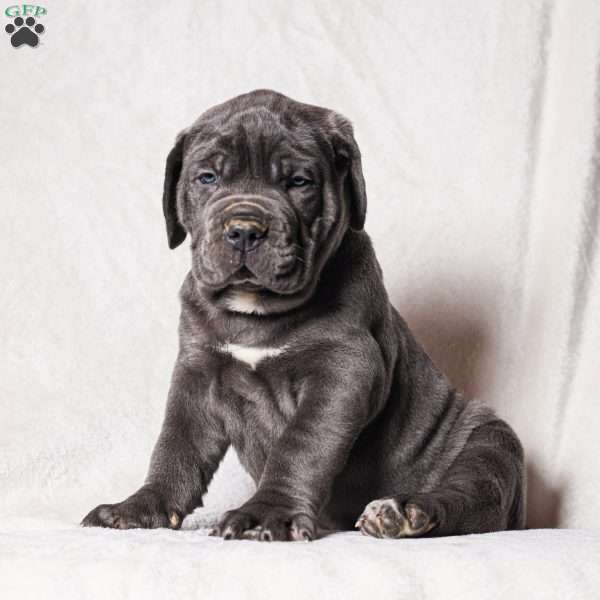Gommer, Cane Corso Puppy
